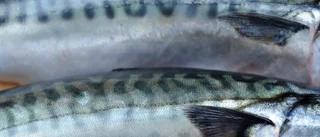 Dåligt makrillfiske sänkte norsk tillväxt
