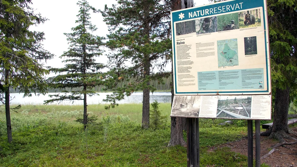 NN reivoforstudie01 eller NN reivoforstudie05 Foto: Göran Westerlund Naturreservatet Reivo i Arvidsjaurs kommun kan bli uppgraderat till nationalpark. Reivo är ett av totalt fem nationalparksobjekt i landet som prioriteras av Naturvårdsverket under de kommande sex åren. Foto: Foto: GÖRAN WESTERLUND.
