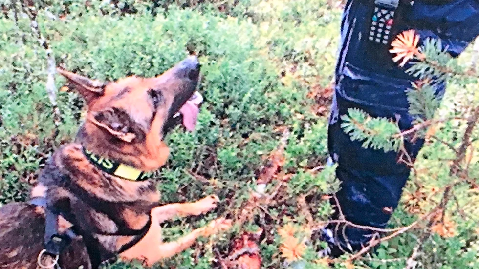 Hittade hagelgeväret. Med hjälp av polisens hund kunde ett av vapnen som stals, ett hagelgevär, hittas i närliggande skogsterräng efter rånet. Bilder: Polisen