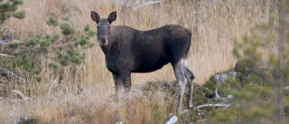 Uppmanar jägare att hålla extra koll