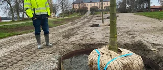 Drabbades av blödarsjuka – hela kastanjeallén nedhuggen