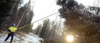 Hilde tog 3,5 miljoner kubikmeter skog