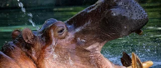 Snoriga flodhästar hade covid