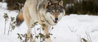 Familj fick väja för varg på vägen