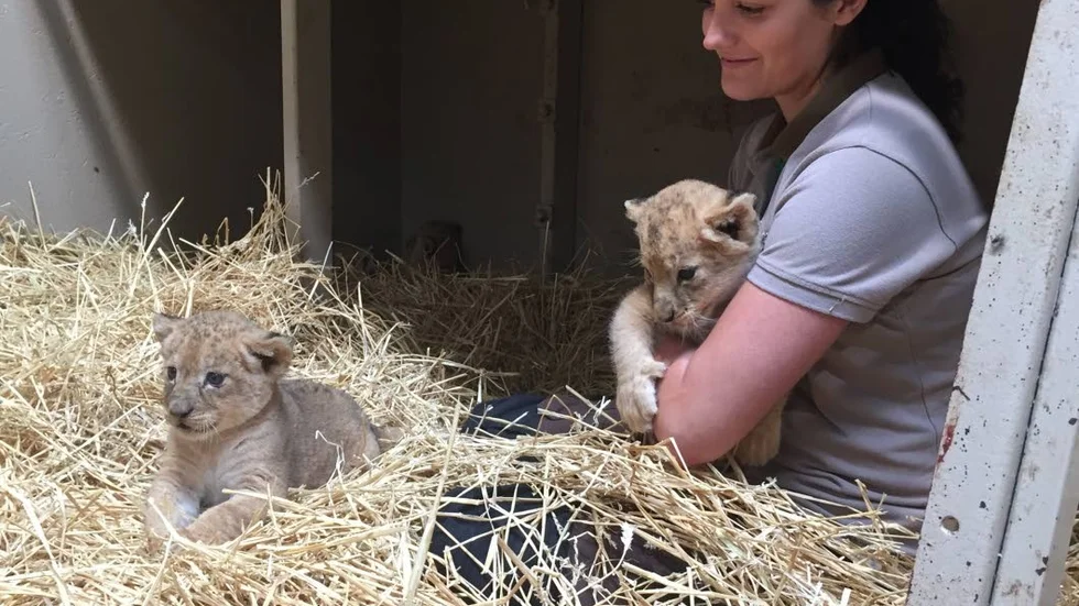 Fyra syskon. Den 4 juli fick Saida i Kolmårdens djurpark fyra ungar. Djurvårdaren Siri Brobeck ser till att de mår bra.