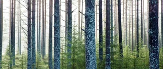 Svensk skog allt tätare