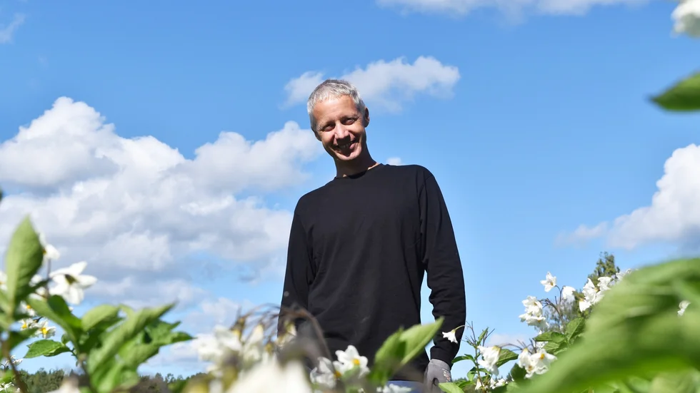 Mandelpotatisen blommar för fullt hos potatisodlaren Ola Björkman.