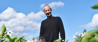 Trots torkan – mandeln är redo för skörd