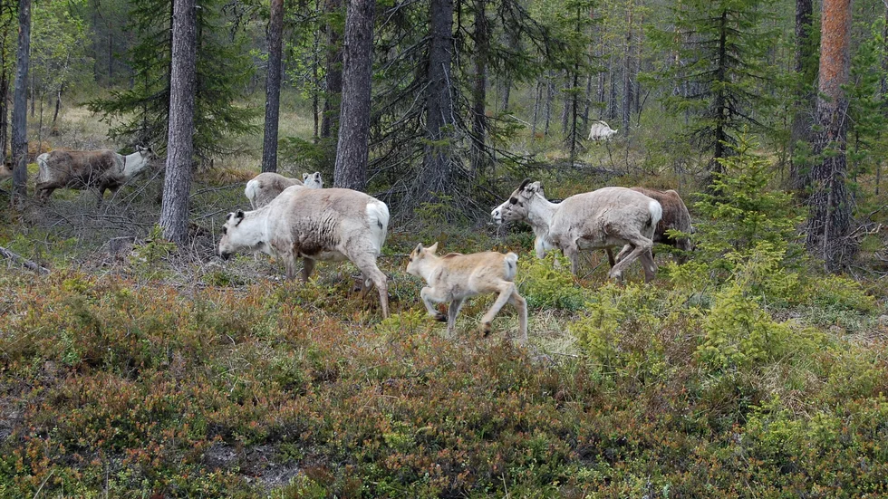 Studien visar att driften av vindkraftverken hade större negativ påverkan på renarnas val av hemområden och betesområden än uppbyggnadsarbetet.