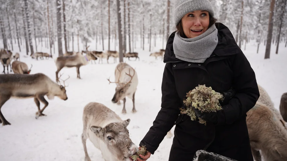 Märta Stenevi (MP) hjälpte till att stödutfodra renar under ett tidigare besök i Jokkmokksområdet.