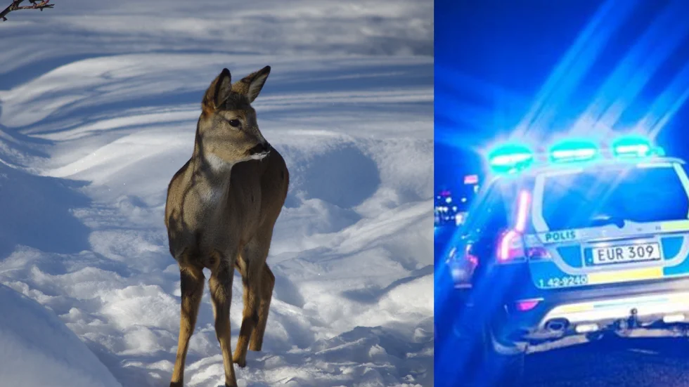 Ett rådjur plågades till döds i en snara som någon satt upp i Finspång.Nu utreder polisen ärdendet.