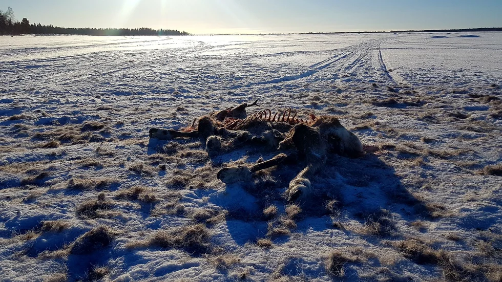 Den varg som slagit två renar kring Junkön har inte lämnat några nya spår vilket tyder på att den lämnat området och vandrat vidare.