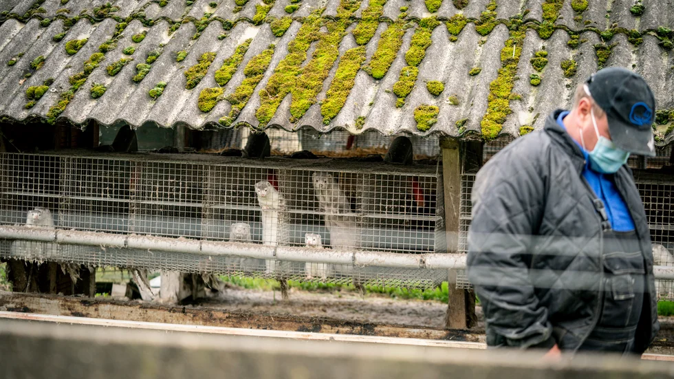 Miljoner minkar ska avlivas i Danmark efter att coronavirus upptäckts på minkfarmar.
