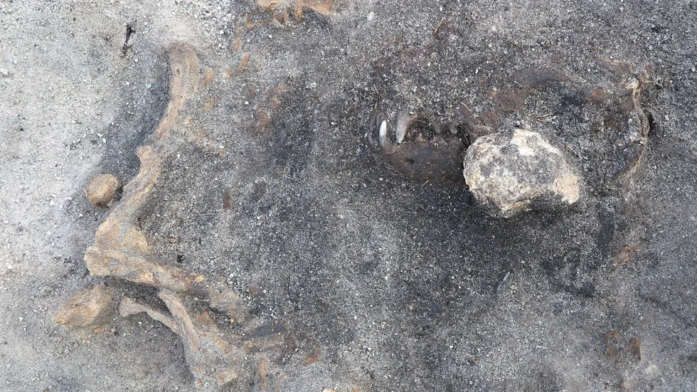 Kvarlämningarna av en 8|400 år gammal hund som hittats vid Ljungaviken i Blekinge. Hunden tros ha begravts med gravgåvor.