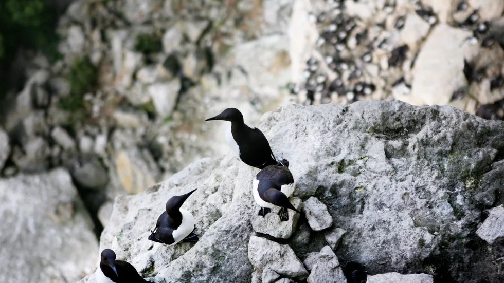 Sillgrisslorna på Stora Karlsö är del av öns stora fågelkolloni.