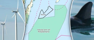 Gigantiska vindkraftsplaner upprör forskare