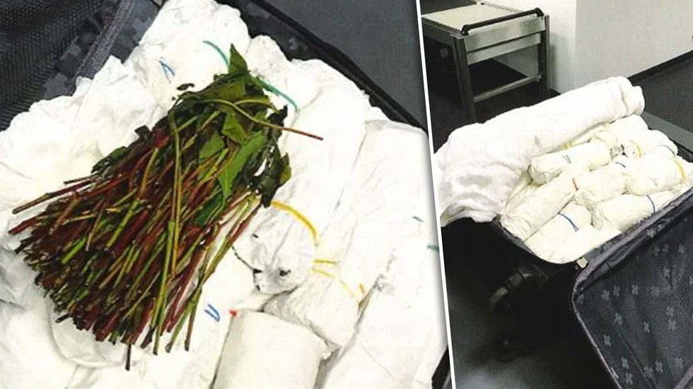 Tullen på ett Öresundståg hittade 16,2 kilo khat i en svart kabinväska som tillhörde en Eskilstunabo som nu har åtalats för narkotikasmuggling.