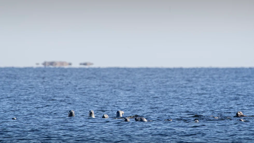 Det finns gott om säl i Bottenviken, menar Kjell Persson på Jävrebodarnas fiskecamp. "Det skjuts säkert 10 000-15 000 sälar i Norrbotten varje år, men många rapporterar inte in det", säger han.