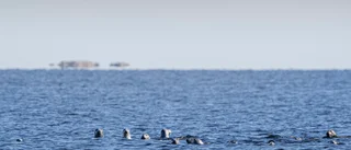Fiskodlare efterfrågar skottpeng på säl