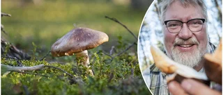 Svampkonsulenten tror på musseronrekord