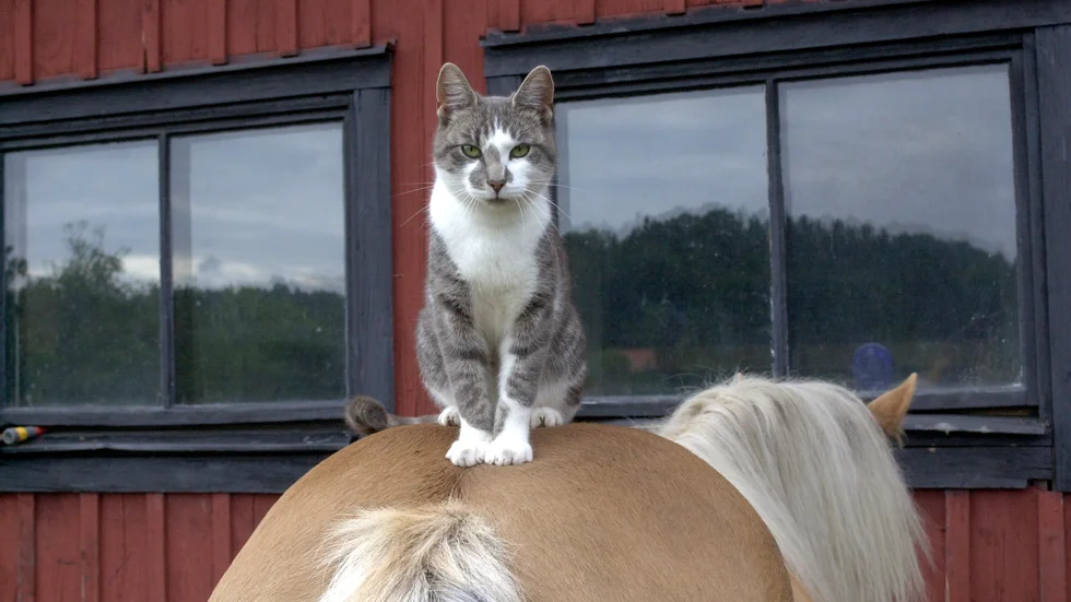 En katt skrämde hästarna, som skenade ut från hagen. Bilden är från ett annat sammanhang.