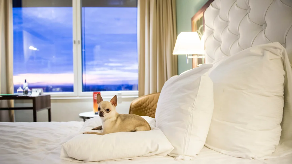 Chihuahuan Prins på Hotel Clarion Arlanda. Bilden är från ett tidigare år.