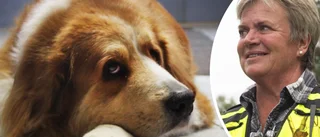 Hundcoachens tips: Så hjälper du din hund på nyår