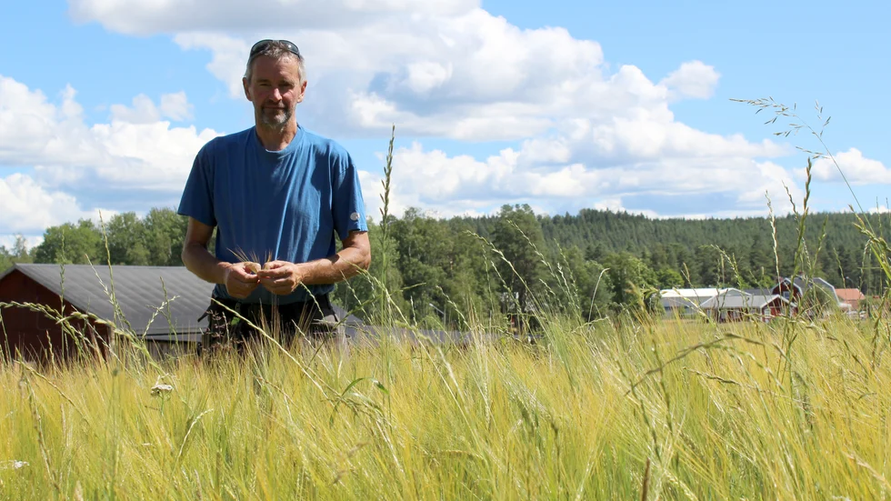 "De flesta som odlar har antingen rågvete som man sår på hösten, det är lite beskare så det är inte grisarna så glada åt, de tycker bättre om kornet." säger Per-Åke Svensson. 