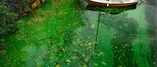 App ska varna om algblomning i Mälaren