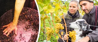 Bilder: Här skördas druvorna till gotländska lyxbubblet