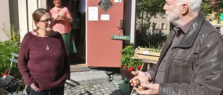 Spännande lökfynd ger nytt liv åt gammal tulpan