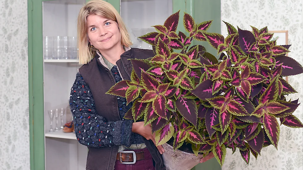 Det stora palettbladet var bara en liten stickling förra sommaren.