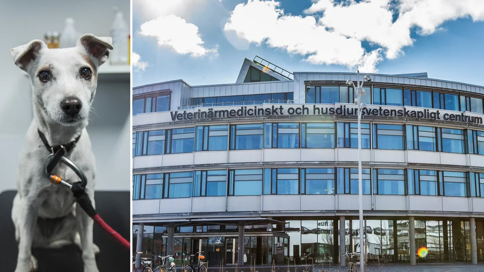 Uppsalabolaget SLU Holding har gått in som delägare i företaget Alertix, som utvecklar ett snabbtest för tidig upptäckt av cancersjukdomar hos djur.