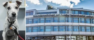 Uppsalabolag satsar kapital på cancertester för djur