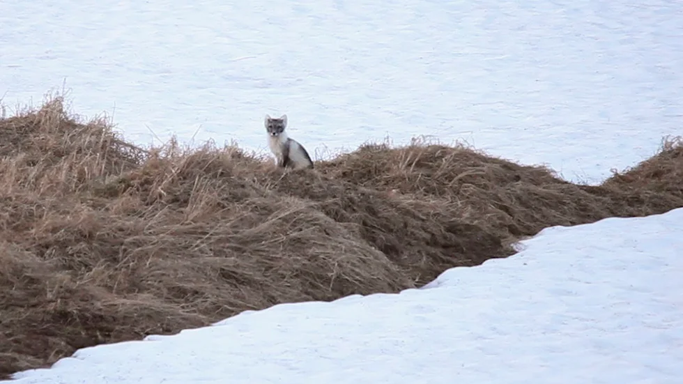 Den ena av två fjällrävar som kan följas via WWF:s livesändning. Bilden är tagen nyligen och som synes är det fortfarande en hel del snö kvar på fjället. Den vintervita pälsen har skiftat till gråbrun.