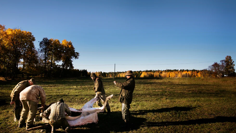 Förra jaktsäsongen fälldes 1918 älgar i länet. I Fjärdhundra älgförvaltningsområde 322 älgar och i Trögds älgförvaltningsområde 29. Älgstammen minskar enligt planerna och troligen kommer avskjutningen att minska vid årets älgjakt.