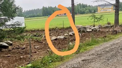 En varg tog sin in i grishagen hos Järvtjärns utegrisar.