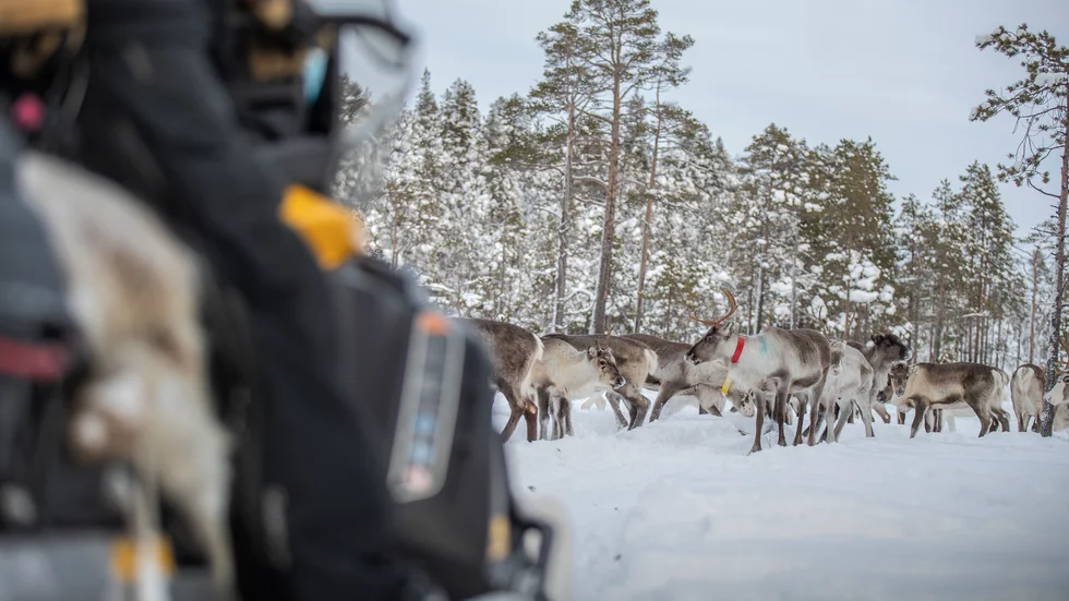 Skribenten oroas över samebyarna som han tror kommer att bli drabbade, om det blir verklighet av planerna att bygga hotell och stugor vid Storavans strand. (Arkivbild)
