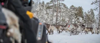 "Samebyarnas flyttväg för renarna – ett riksintresse"
