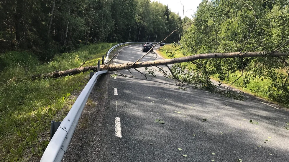 Inga skador på bilar eller människor har rapporterats i samband med det fallandet trädet.