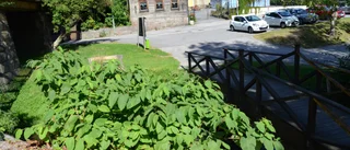 Ny metod kan mota parkslide från Västerviks trädgårdar