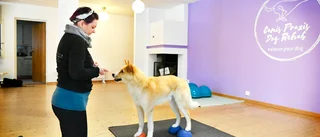 Alexandra startar rehabcenter för hundar i Jörn: ”Jag stressar aldrig fram min relation med hunden”