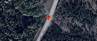Trafikverket varnar för hjort på vägen på E22