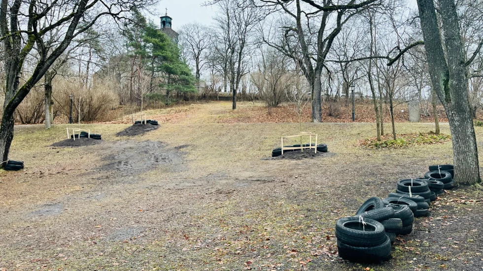 Lönnen till höger är nyplanterad och står enligt vissa mitt i pulkabacken och i vägen för pulkaåkande barn.
