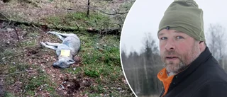 Jägarnas ovanliga fynd – en död varg: "Luktade lite illa"