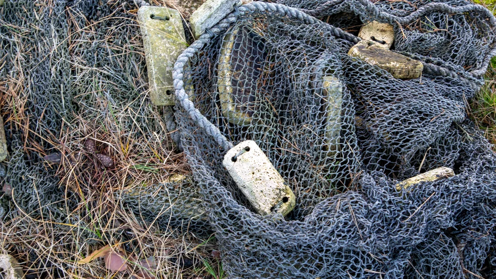 För två år sedan hittades ett stort antal dumpade hajar i Lysekils hamn. Nu har det hänt igen, enligt TV4:s Kalla fakta. Arkivbild.
