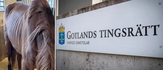 Tre hästar avlivades – ägaren döms för grovt djurplågeri