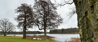 Här kan det bli en ny promenadslinga i Åtvidaberg