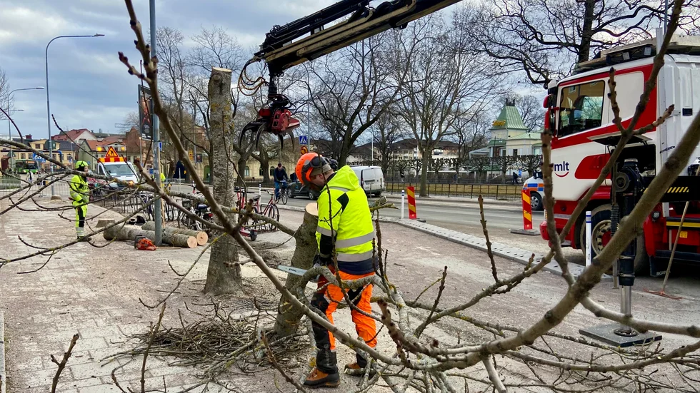 Lönnar och askar vid Munkgatan togs ned på tisdagen för att ge plats åt ledningar som ska flyttas inför spårvägsbygget.  