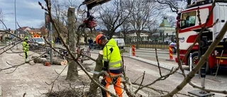 Trädfällare får skäll – Uppsalaborna kastar glåpord